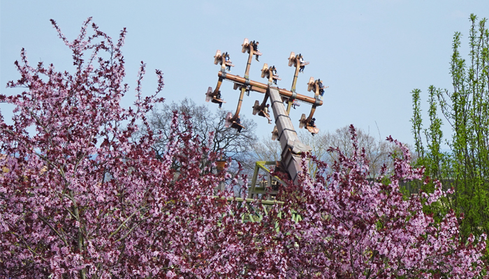 Informationen zur Frühjahrsblüte