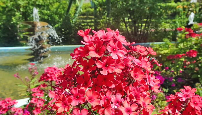 Informationen zur Sommerblüte