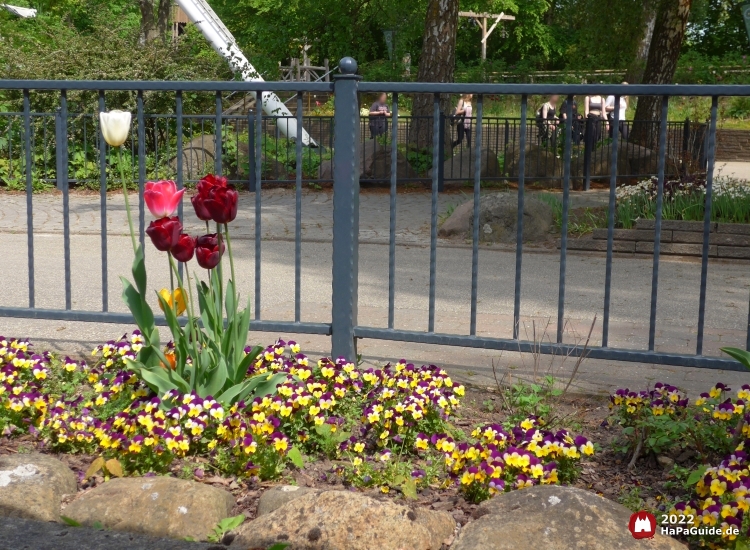 Alter Jahrmarkt - Tulpen Blumenmeerbootsfahrt