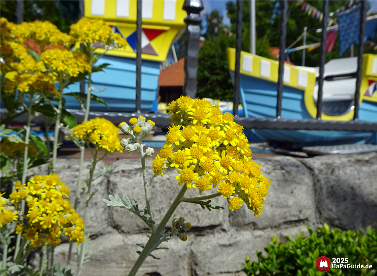 Alter Jahrmarkt - Gelbe Blumen blühen vor der Koggenfahrt