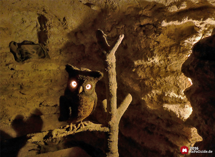 Bärenhöhle - Eule mit leuchtenden Augen auf einem Ast