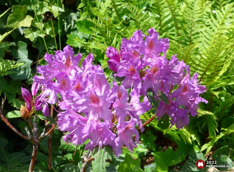 Bezauberndes Britannien - Rhododendron
