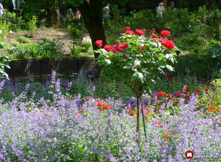 Blumenmeerbootsfahrt - Stockrose