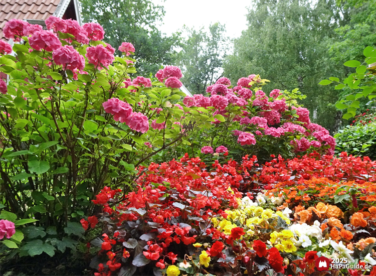 Blumenmeerbootsfahrt - Blühende Sommerblumen