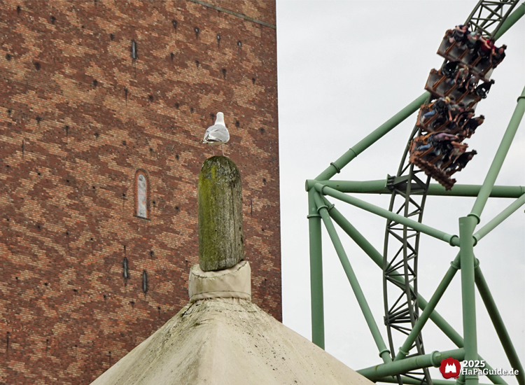 Der Schwur des Kärnan - Eine Möwe vor dem Kärnan-Turm während der Zug in die Tiefe stürzt