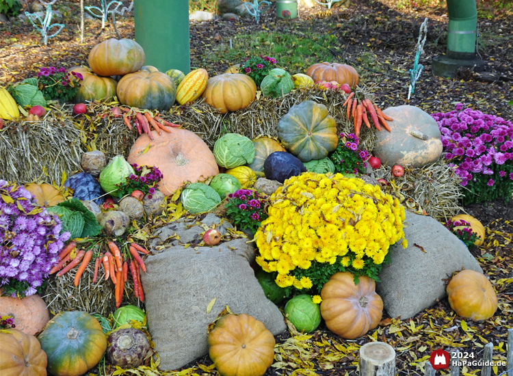 Erntedank im Hansa‑Park - Kürbisse und herbstliche Blumen