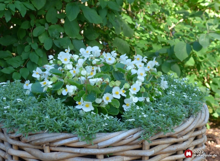 Fiesta del Mar - Blumen