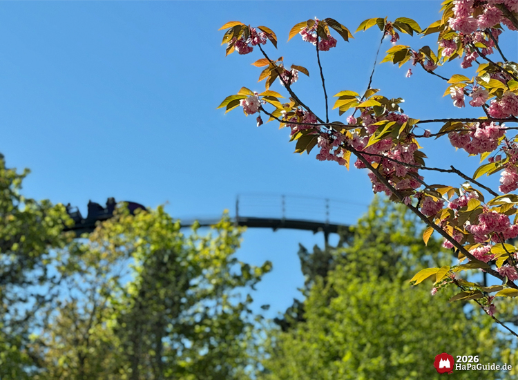 Kirschblütenzweig mit rosa Blüten im Vordergrund und Achterbahnzug Nessie im Hintergrund bei blauem Himmel