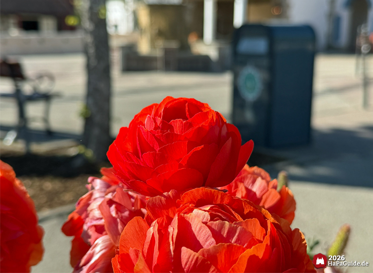 Nahaufnahme leuchtend roter Ranunkelblüten im Hansa-Park bei Sonnenschein, im Hintergrund Sitzbank, Baum und Mülleimer auf dem Plaza del Mar