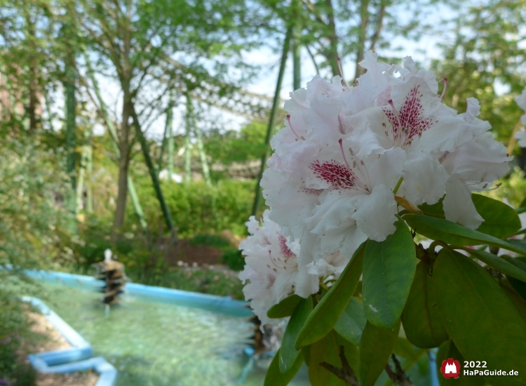 Frühjahrsblüte - Weißer Rhododendron Hansa-Garten