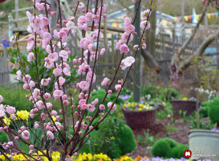 Frühjahrsblüte - Rosa Blüten Mandelbäumchen