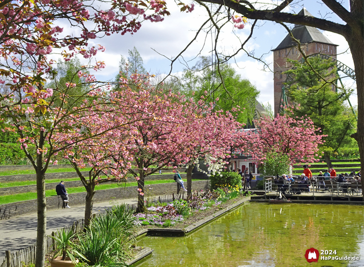 Frühjahrsblüte - Hansa-Garten Kirschblüten