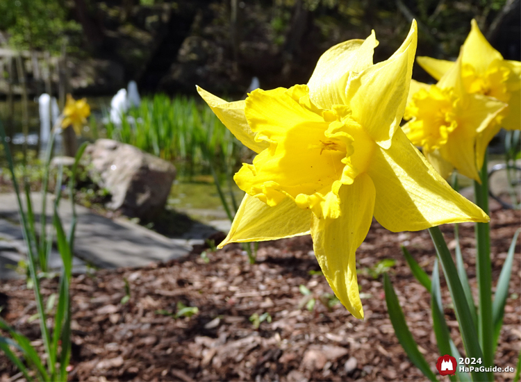 Frühjahrsblüte - Osterglocke Hansa-Garten