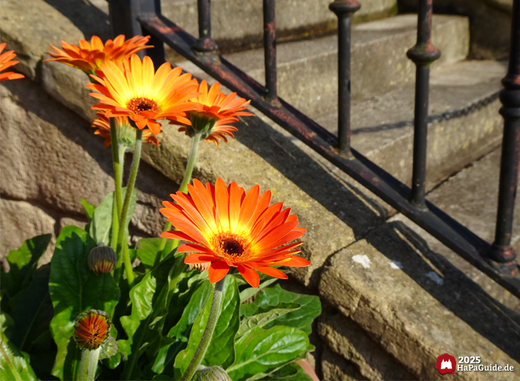 Frühjahrsblüte - Blühende Gerbera