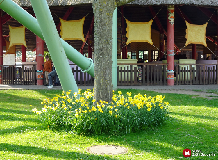 Frühjahrsblüte - Osterglocken um einem Baumstamm