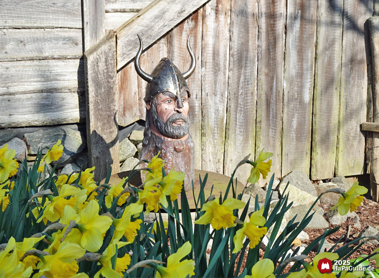 Frühjahrsblüte - Osterglocken vor einem hölzernen Wikingerkopf