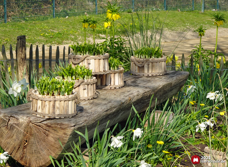 Frühjahrsblüte - Kleine Pflanzkübel auf einer Bank im Wikingerland
