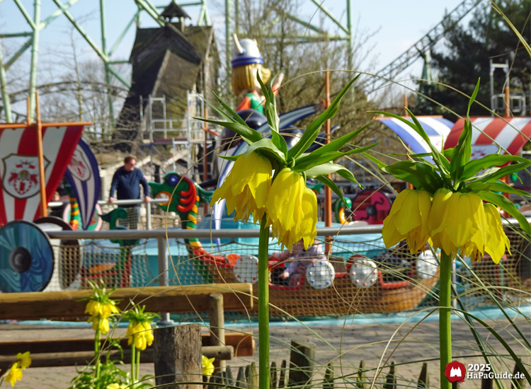 Frühjahrsblüte - Kaiserkronen vor der Wikinger-Bootsfahrt
