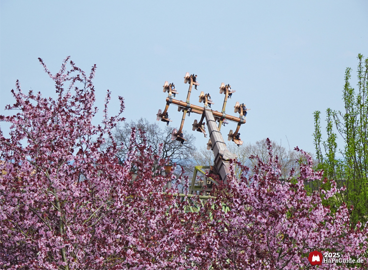 Frühjahrsblüte - Kärnapulten hinter rosa blühenden Bäumen