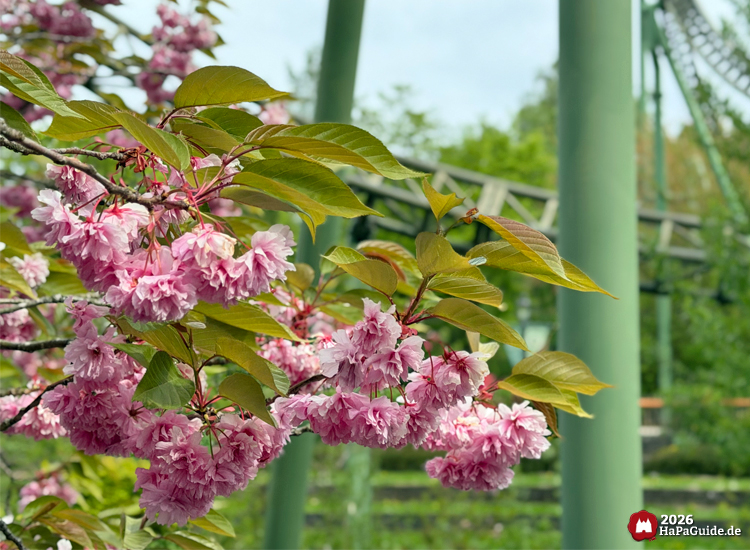 Nahaufnahme von rosa Kirschblüten im Hansa-Garten mit grünen Blättern und Achterbahnschienen der Flucht von Novgorod im Hintergrund
