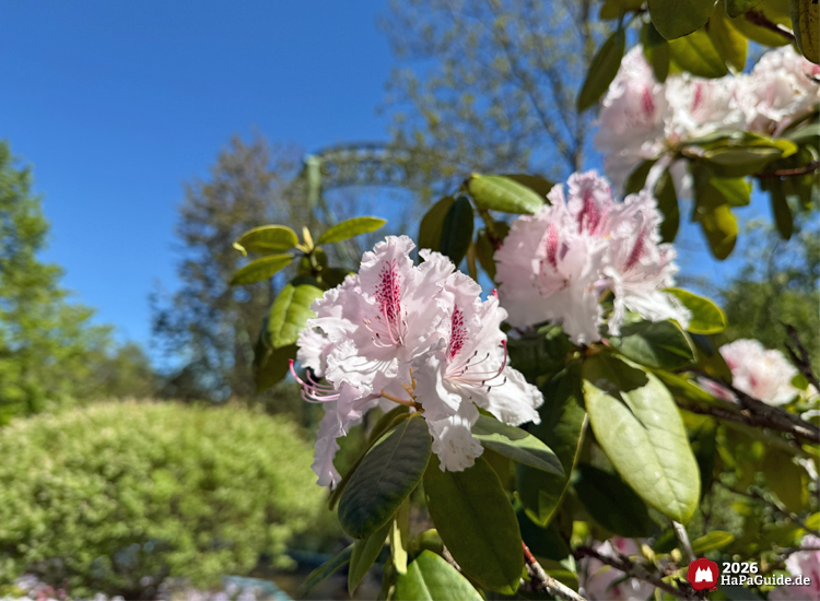 Nahaufnahme von hellrosa Rhododendronblüten im Hansa-Park bei strahlend blauem Himmel, umgeben von grünen Blättern und Achterbahnschienen