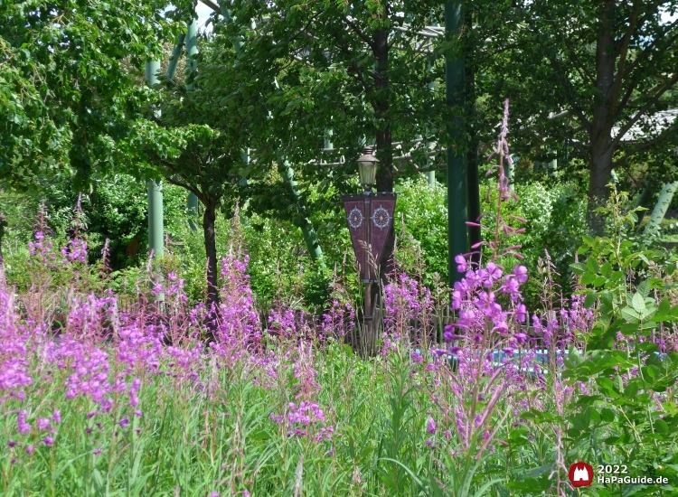 Hansa-Garten - Blumen