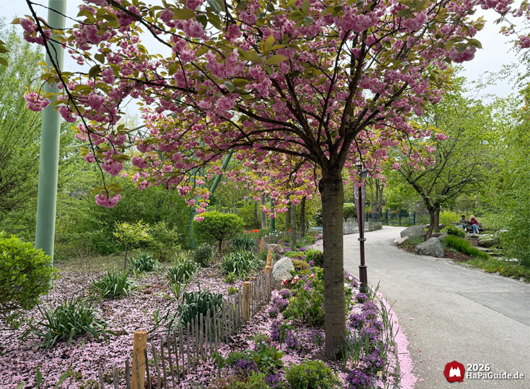 Blühender Kirschbaum mit rosa Blüten entlang eines gepflegten Weges im Hansa-Park, umgeben von grünen Pflanzen und verstreuten Blütenblättern auf dem Boden