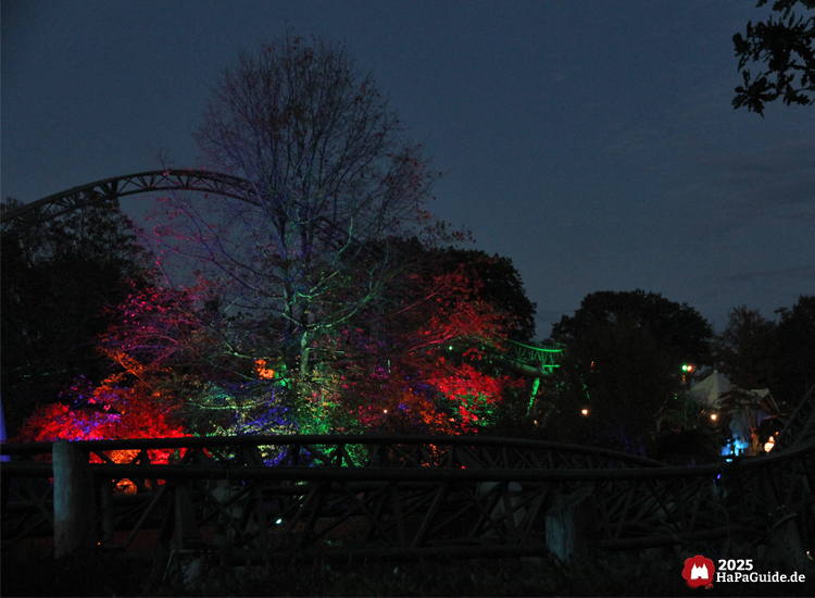 Herbstzauber am Meer - Bunt beleuchteter Baum