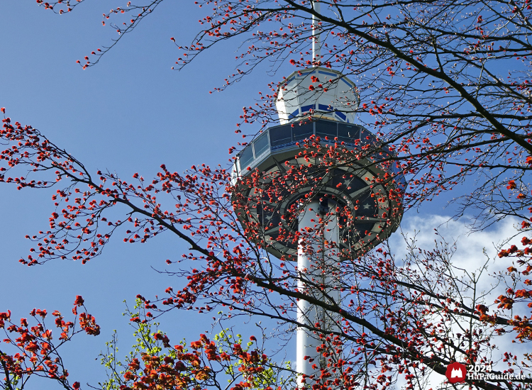 Holsteinturm - Turm hinter blühenden Büschen