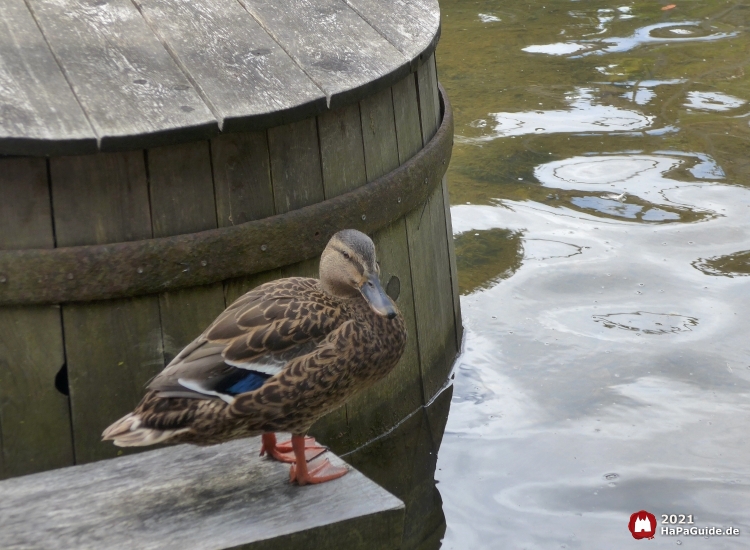 Miner's Camp - Ente