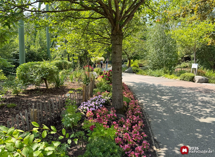 Weg im Hansa-Garten mit blühenden rosa und roten Blumen entlang eines Holzzauns, umgeben von Bäumen und Sträuchern, Besuchende spazieren im Hintergrund