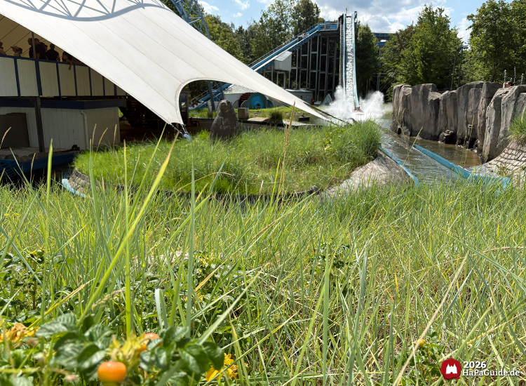 Boot der Wasserbahn Super Splash im Hansa-Park erzeugt große Wasserspritzer beim Eintauchen, im Vordergrund Seegras mit kleinen orangefarbenen Hagebutten