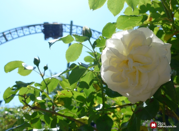Sommerblüte - Weiße Rosenblüte Flucht von Novgorod
