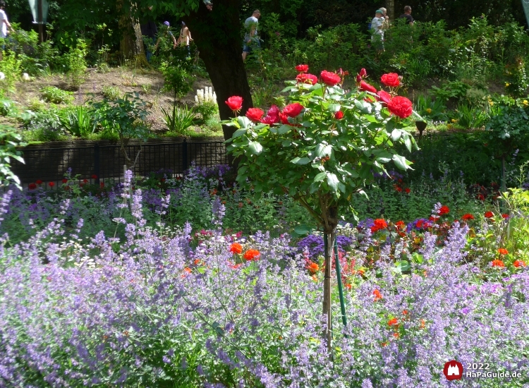 Sommerblüte - Stockrose