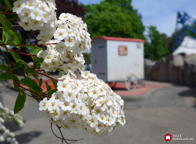 Sommerblüte - Weißer Maibusch Badekarren