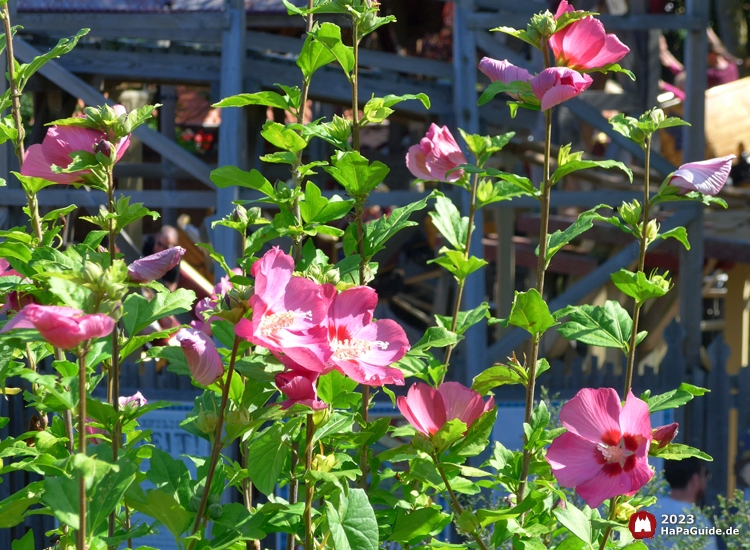 Sommerblüte - Rosa Sommerazaleen