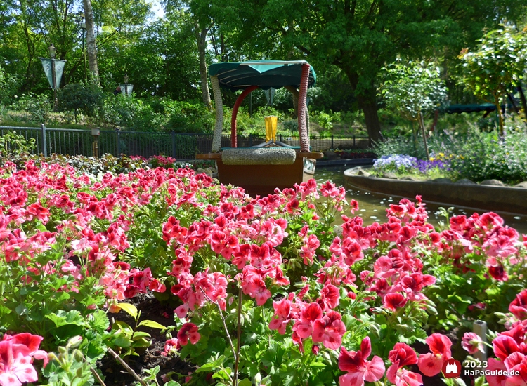 Sommerblüte - Rosa Geranien Blumenmeerbootsfahrt