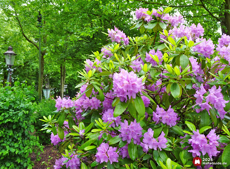 Sommerblüte - Busch lila Rhododendren