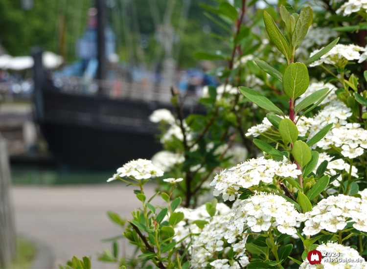 Sommerblüte - Spiersträucher vor der Caravelle Niña