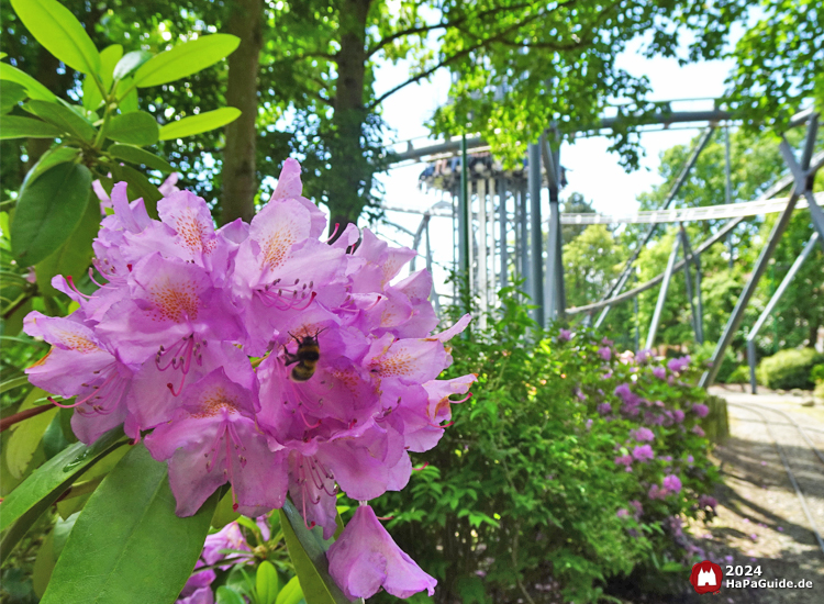 Sommerblüte - Eine Hummel sitzt auf den Blüten der Rhododendren