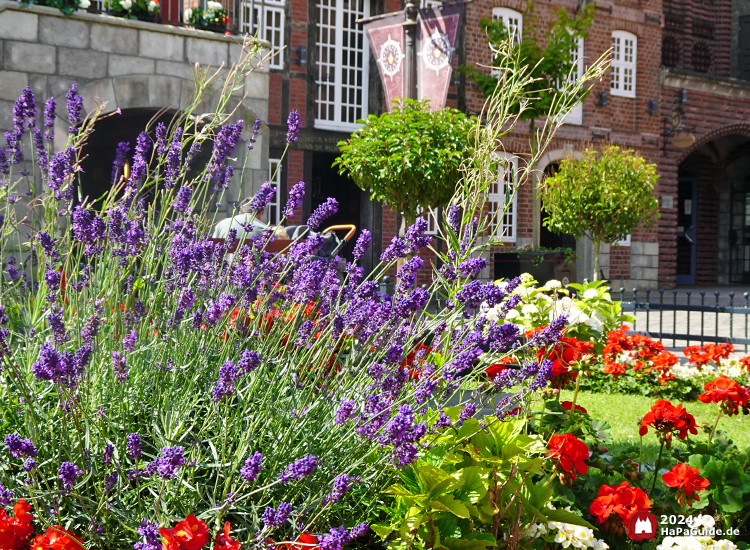 Sommerblüte - Lavendel an der Blumenuhr der Hanse in Europa