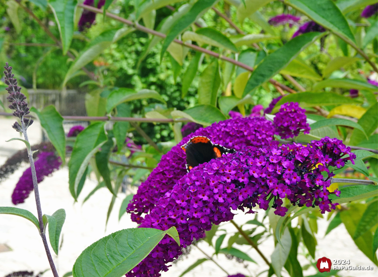 Sommerblüte - Schmetterling auf Blüte