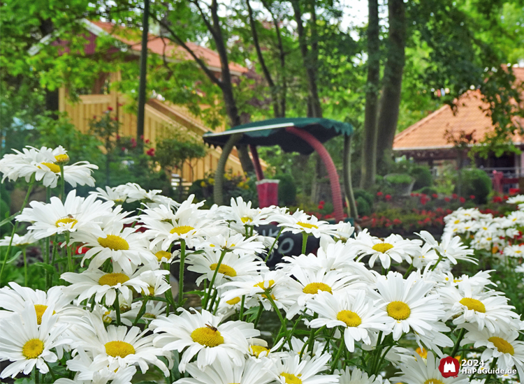 Sommerblüte - Kamillenblüten vor einem Boot der Blumenmeerbootsfahrt