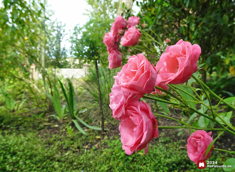 Sommerblüte - China-Rosenköpfe
