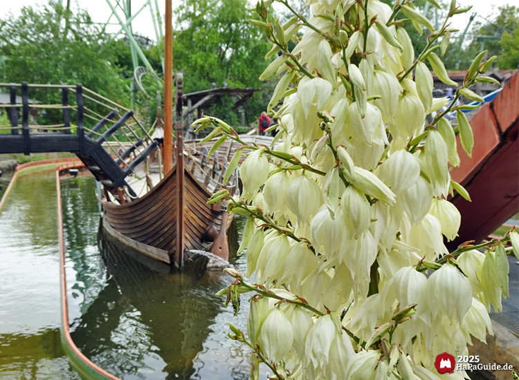 Sommerblüte - Yucca an der Sturmfahrt der Drachenboote