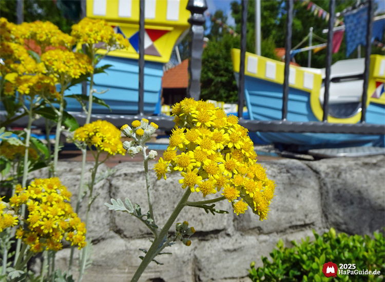 Sommerblüte - Gelb blühendes Silber-Greiskraut vor der Koggenfahrt