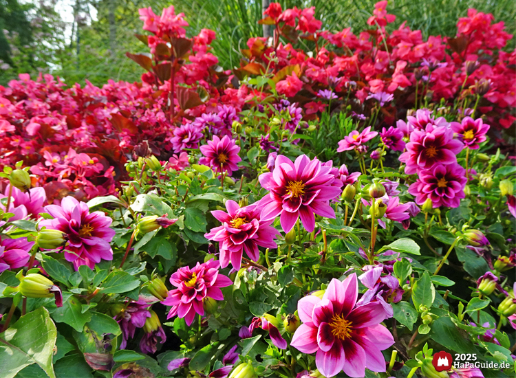 Sommerblüte - Rosa Dahlien im Hansa-Garten