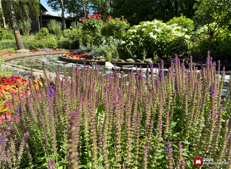 Blühendes Beet im Hansa-Park mit violetten Blüten im Vordergrund dem Kanal der Blumenmeerbootsfahrt, umgeben von üppiger Vegetation