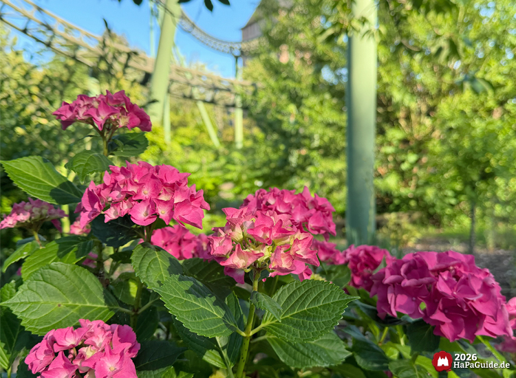 Pink blühende Hortensien im Vordergrund unter der Achterbahn Flucht von Novgorod im Hansa-Park, grüne Stützen und Bäume im Hintergrund bei klarem Himmel