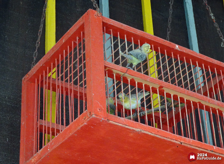 Roter Vogelkäfig mit kleinen Vögeln vor farbenfroher Kulisse der Tienda del Mar im Hansa-Park